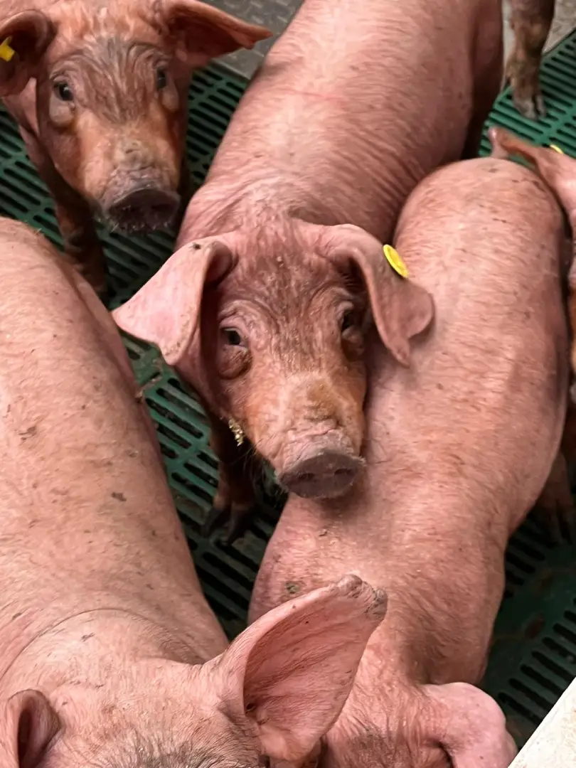 nacimiento y cría del cerdo